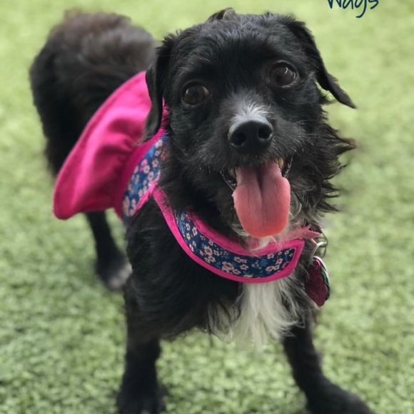 NOT FOR SALE!! Just showing off my dog Luna - Picture 2 of 9